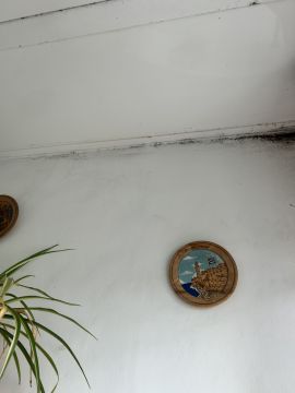 Inspección y eliminación de moho - Limpieza