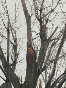 Tree Trimmer
