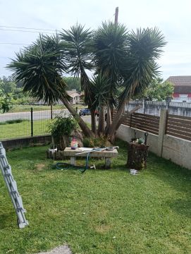 Tree Trimmer