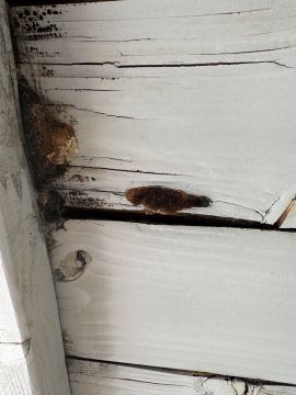 Experto en eliminación de moho