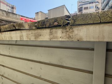 Inspección y eliminación de moho