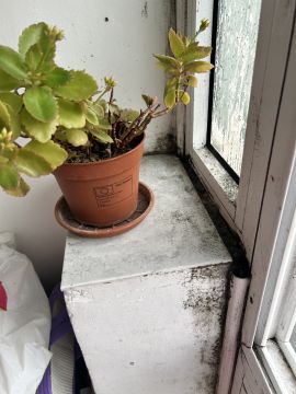 Inspección y eliminación de moho - Limpieza