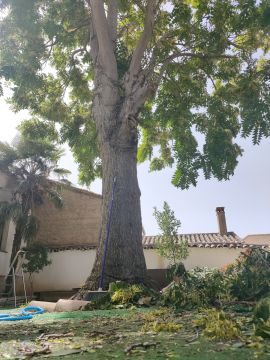 Tree Trimmer