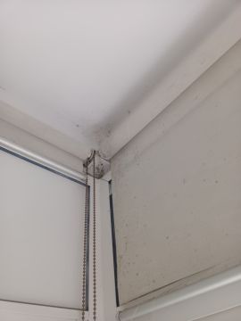 Mold Removal Expert