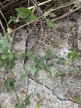 Septic System Specialist