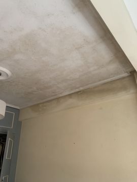 Mold Removal Expert