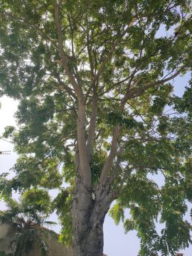 Poda y mantenimiento de árboles