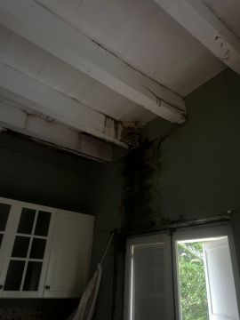 Experto en eliminación de moho