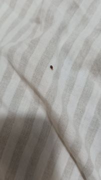 Bed Bug Exterminator