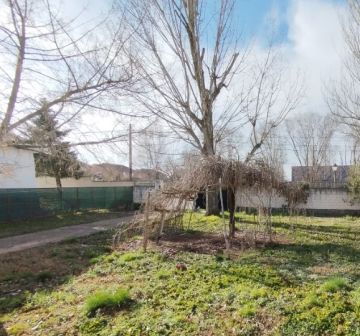 Tree Trimming and Maintenance
