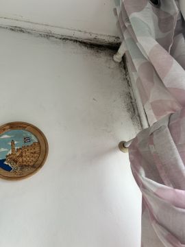 Experto en eliminación de moho - Servicios Domésticos