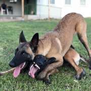 EDUCAN - Brunete - Entrenamiento de animales y modificación de la conducta (no caninos)