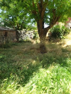 Lawn Care Professional