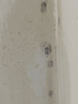 Mold Inspection and Removal