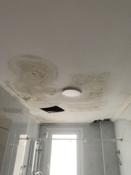 Mold Inspection and Removal