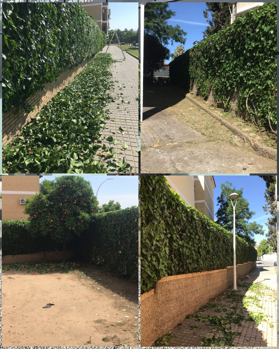 GP jardinería - Mérida - Trituración y eliminación de tocones