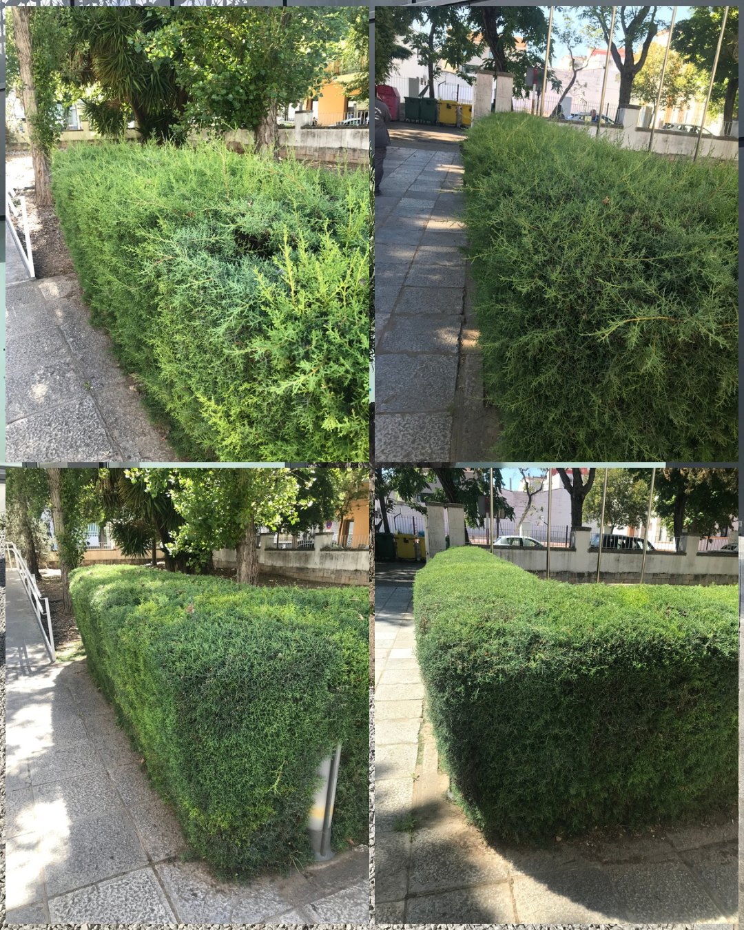 GP jardinería - Mérida - Siembra