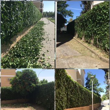 GP jardinería - Mérida - Trituración y eliminación de tocones