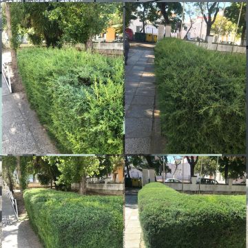 GP jardinería - Mérida - Siembra