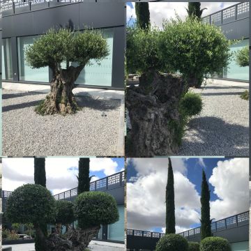 GP jardinería - Mérida - Eliminación de arbustos