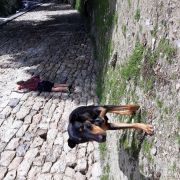 Alejandro - Boadilla del Monte - Cuidados y paseos de mascotas