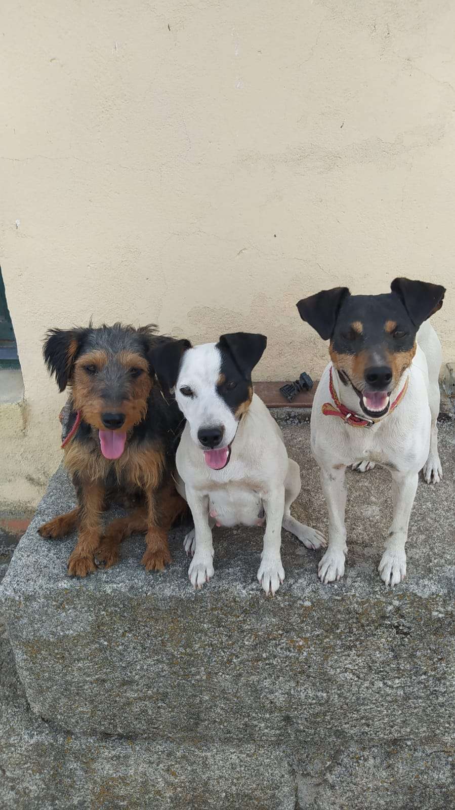 Maestra Canina - Madrid - Adiestramiento de perros