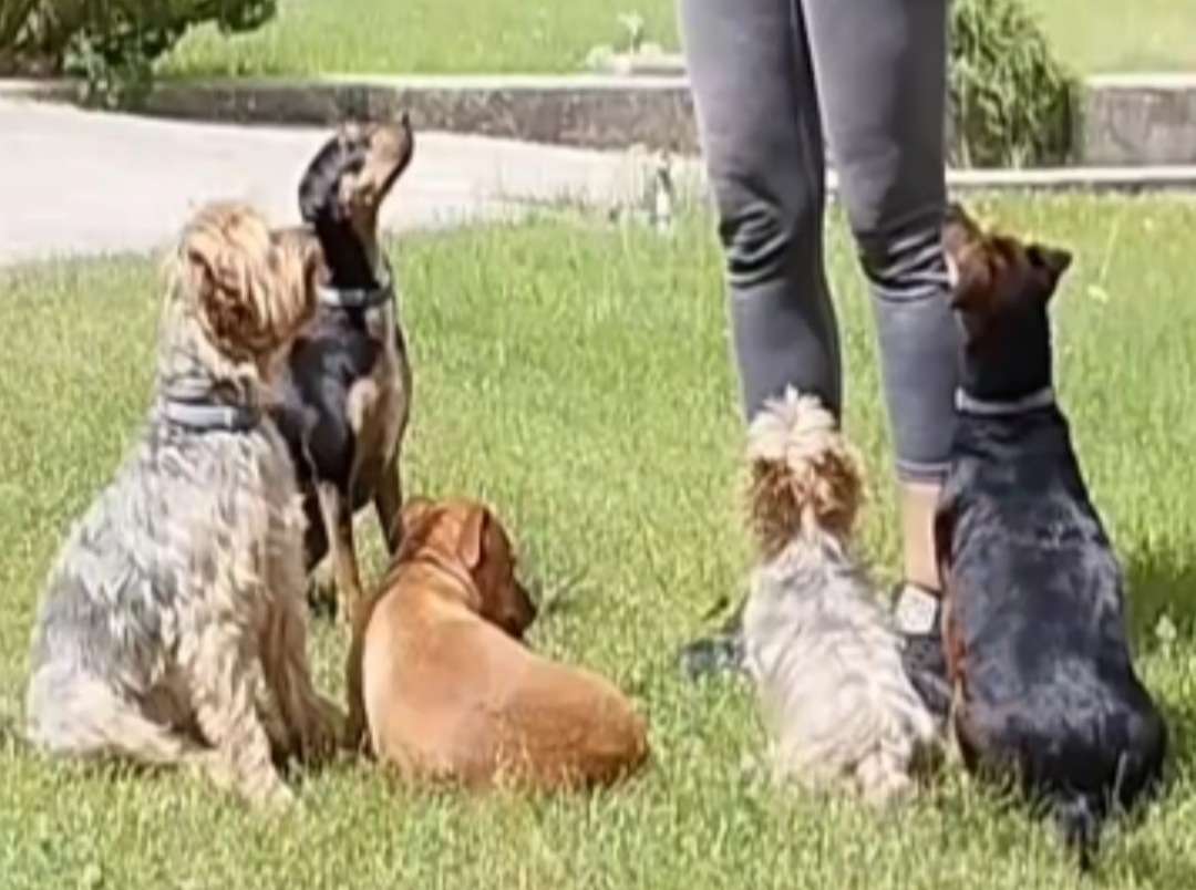 Maestra Canina - Madrid - Entrenamiento de animales