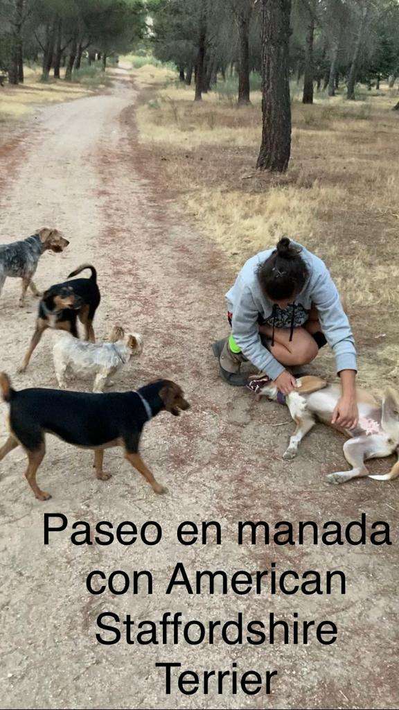Maestra Canina - Madrid - Modificación del comportamiento animal