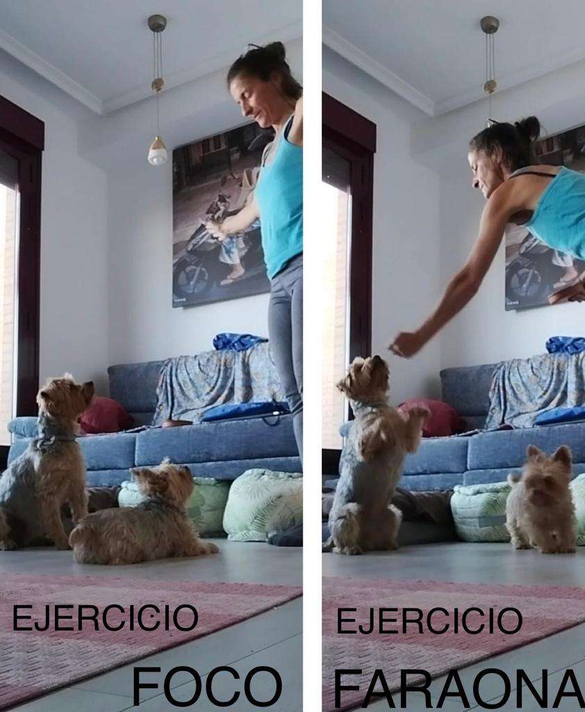Maestra Canina - Madrid - Adiestramiento de perros - Clases privadas
