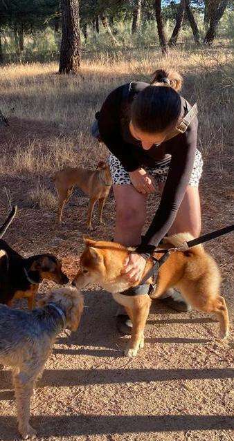 Maestra Canina - Madrid - Adiestramiento de perros