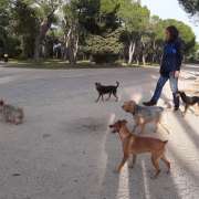 Maestra Canina - Madrid - Abogado