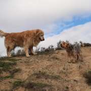 Maestra Canina - Madrid - Entrenamiento de animales y modificación de la conducta (no caninos)