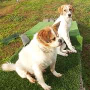Happy animales - Castell-Platja d'Aro - Adiestramiento de perros - Clases privadas