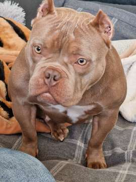 Dog Training - Private Lessons