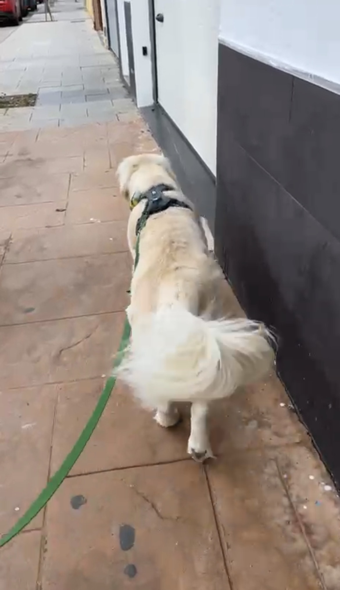 Espacio KUS Escuela Canina Respetuosa - Cartagena - Adiestramiento de perros - Clases privadas