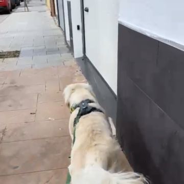 Espacio KUS Escuela Canina Respetuosa - Cartagena - Adiestramiento de perros - Clases privadas