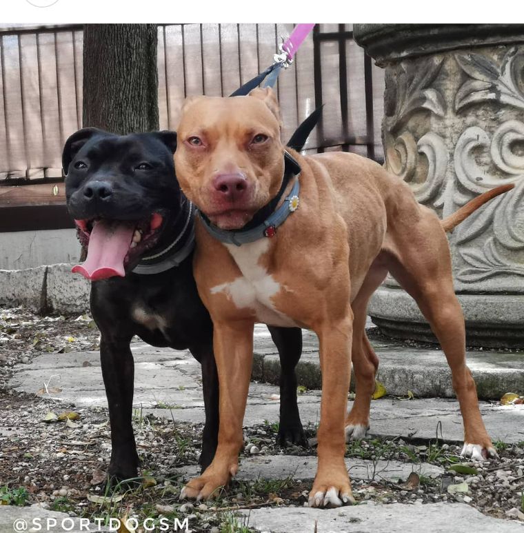 Andrea López Arocas - Requena - Paseador de perros