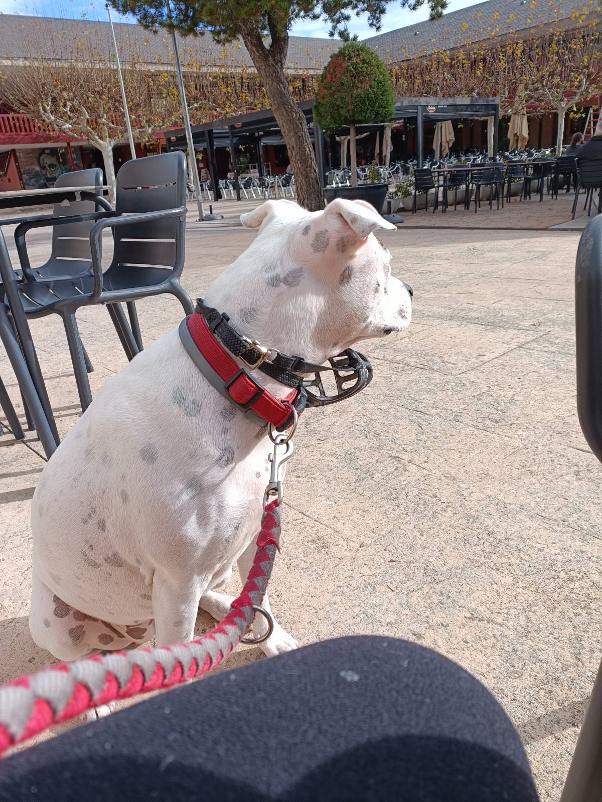 Rocío Patiño Gómez - El Escorial - Adiestramiento de perros - Clases privadas