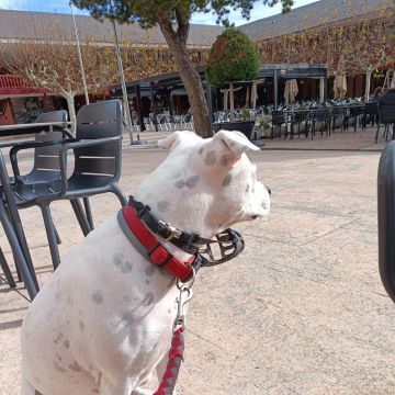 Rocío Patiño Gómez - El Escorial - Adiestramiento de perros - Clases privadas