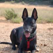 Sonia - Riba-roja de Túria - Adiestramiento de perros - Clases privadas