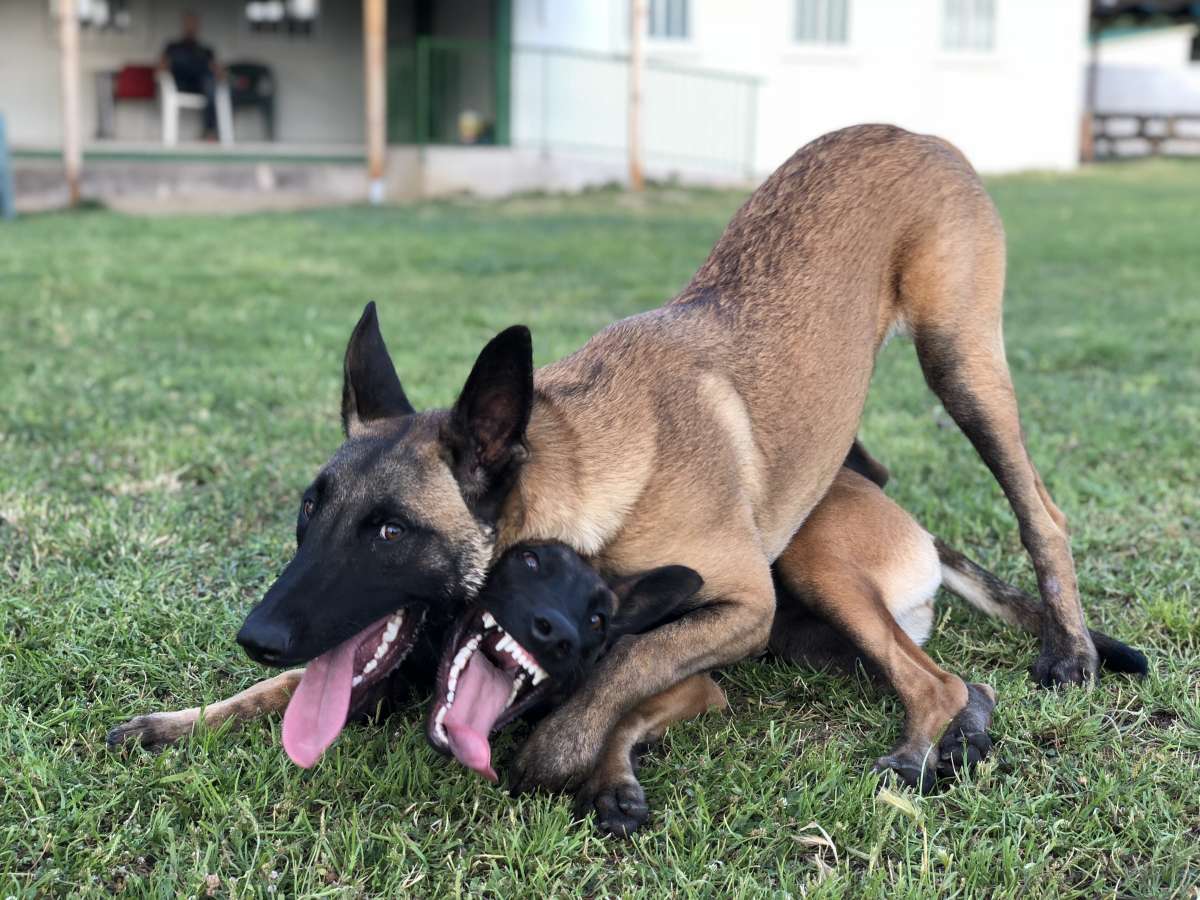 EDUCAN - Meco - Entrenamiento de animales y modificación de la conducta (no caninos)