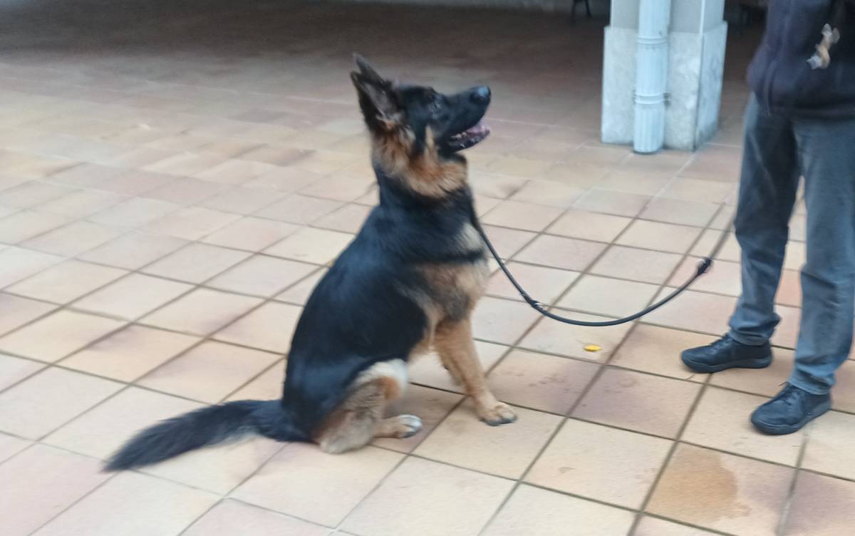 Perros y Cosas - Bilbao - Adiestramiento de perros