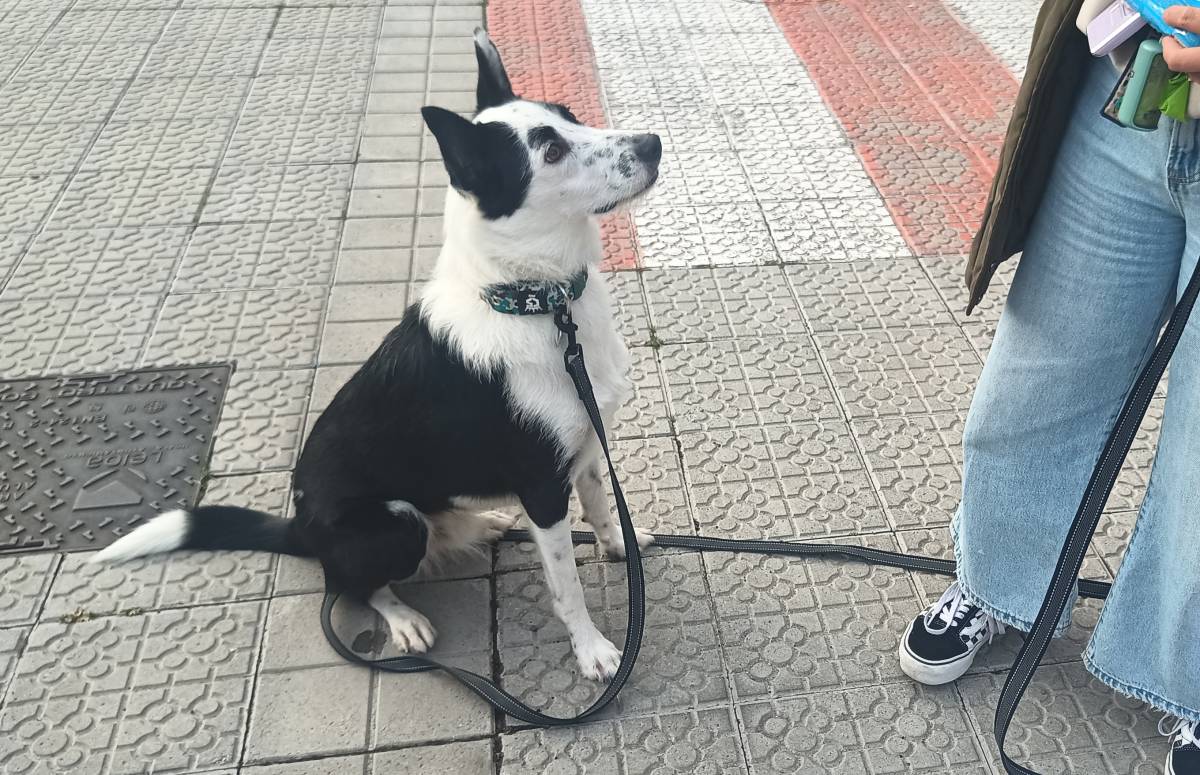Perros y Cosas - Bilbao - Adiestramiento de perros - Clases privadas