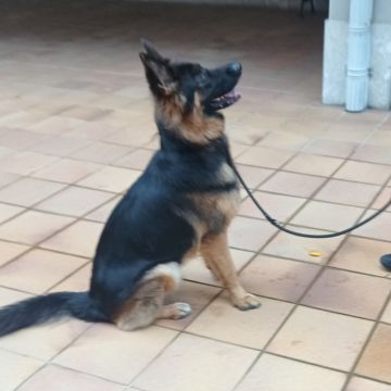 Perros y Cosas - Bilbao - Adiestramiento de perros