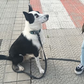 Perros y Cosas - Bilbao - Adiestramiento de perros - Clases privadas