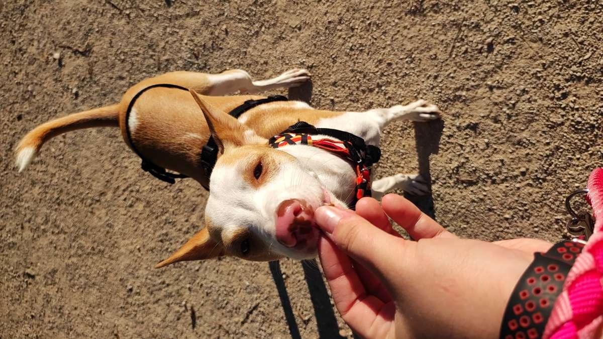 Podendogs - Rivas-Vaciamadrid - Adiestramiento de perros