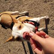 Podendogs - Rivas-Vaciamadrid - Adiestramiento de perros