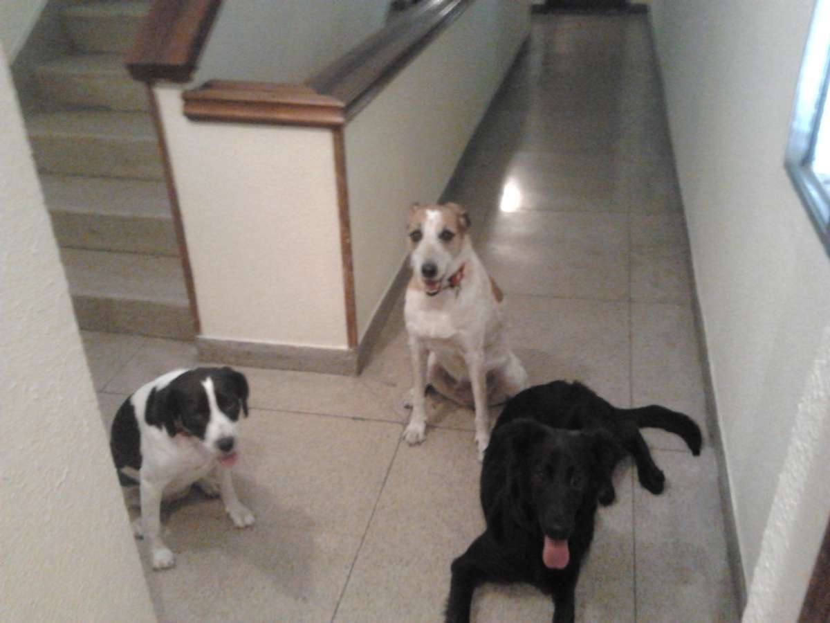 Sergio Martin @Perrologomadrid - Madrid - Cuidar tus perros