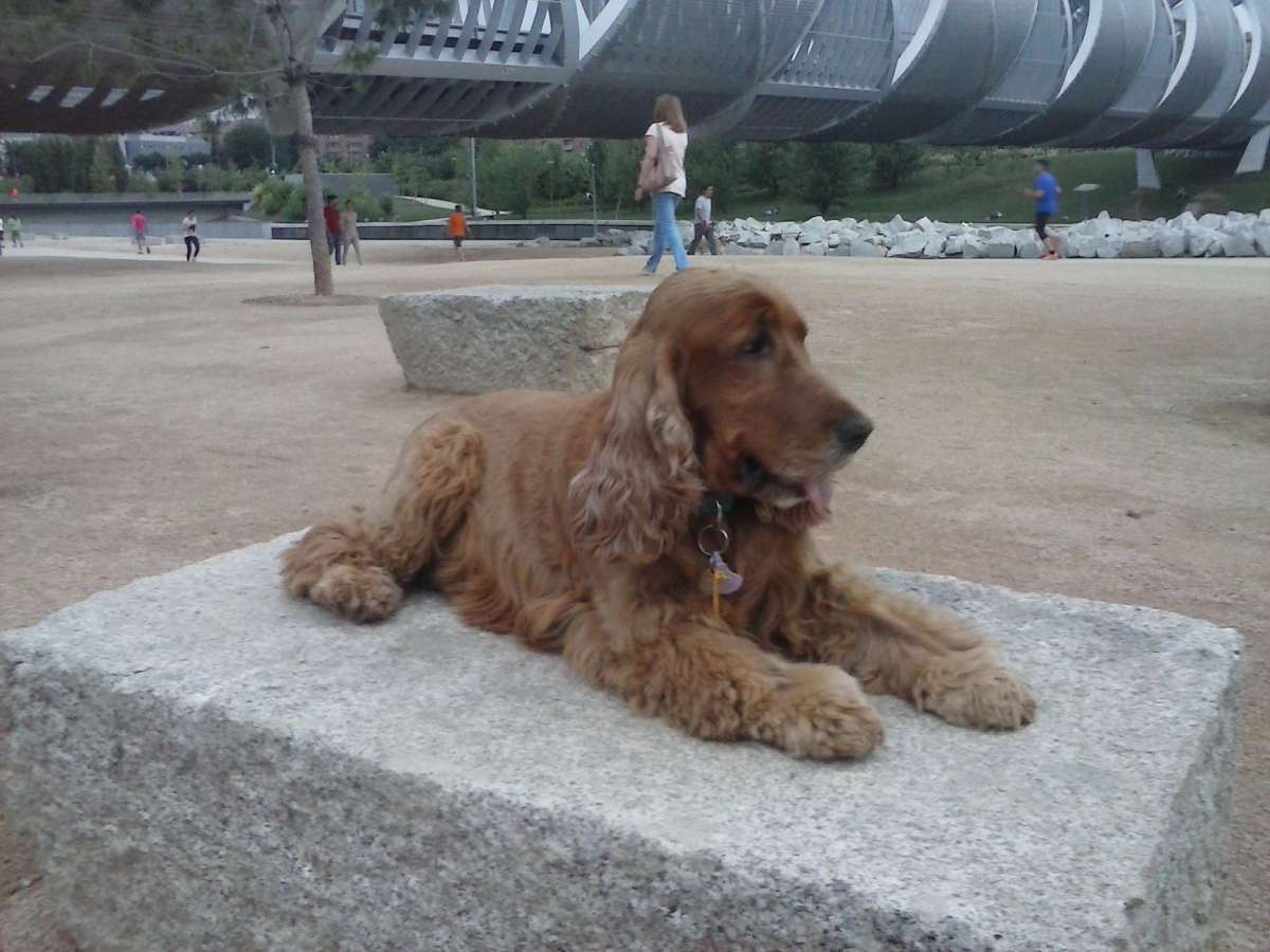 Sergio Martin @Perrologomadrid - Madrid - Guardería para perros