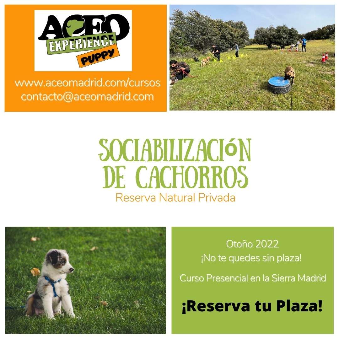 ACEO Madrid - Madrid - Adiestramiento de perros - Clases privadas